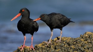 black oystercatcher adult and large chick soliciting.jpg