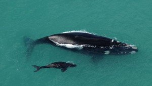 Whales.jpg